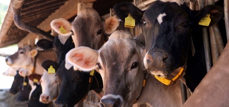 Un consiglio agli allevatori di vacche da latte