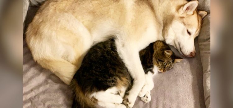 Husky siberiano aiuta gattino sull’orlo della morte e ora sono amici