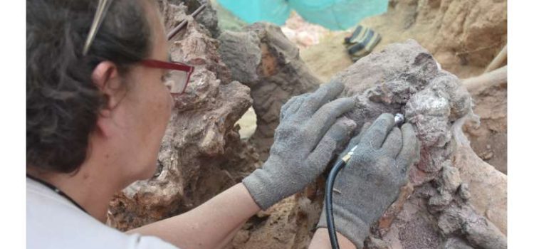 Il più grande scheletro di dinosauro mai trovato in Europa si trova in Portogallo